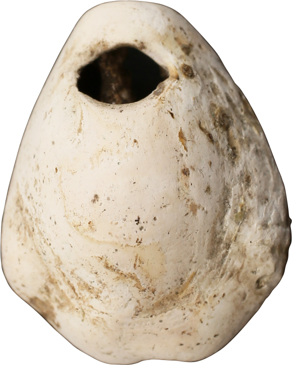 VIKING COWRIE SHELL PENDANT, 9th-11th CENTURY AD - Viking Hoard