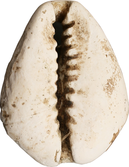 VIKING COWRIE SHELL PENDANT, 9th-11th CENTURY AD - Viking Hoard