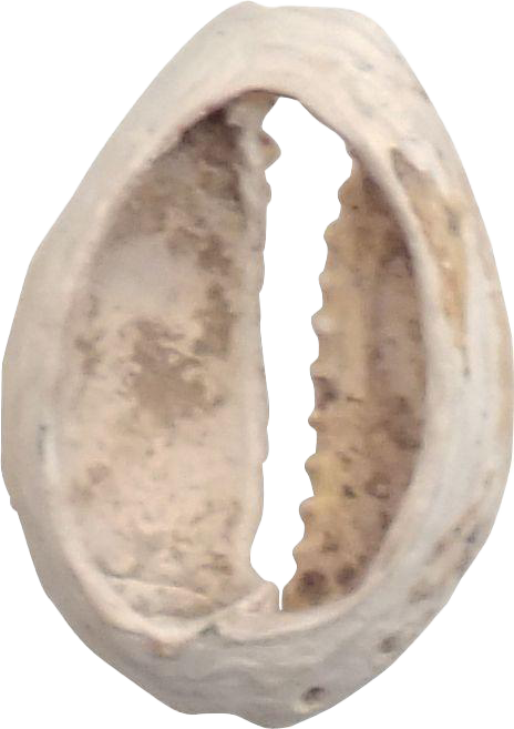 VIKING COWRIE SHELL BOOTY, C.800-1000 AD - Viking Hoard